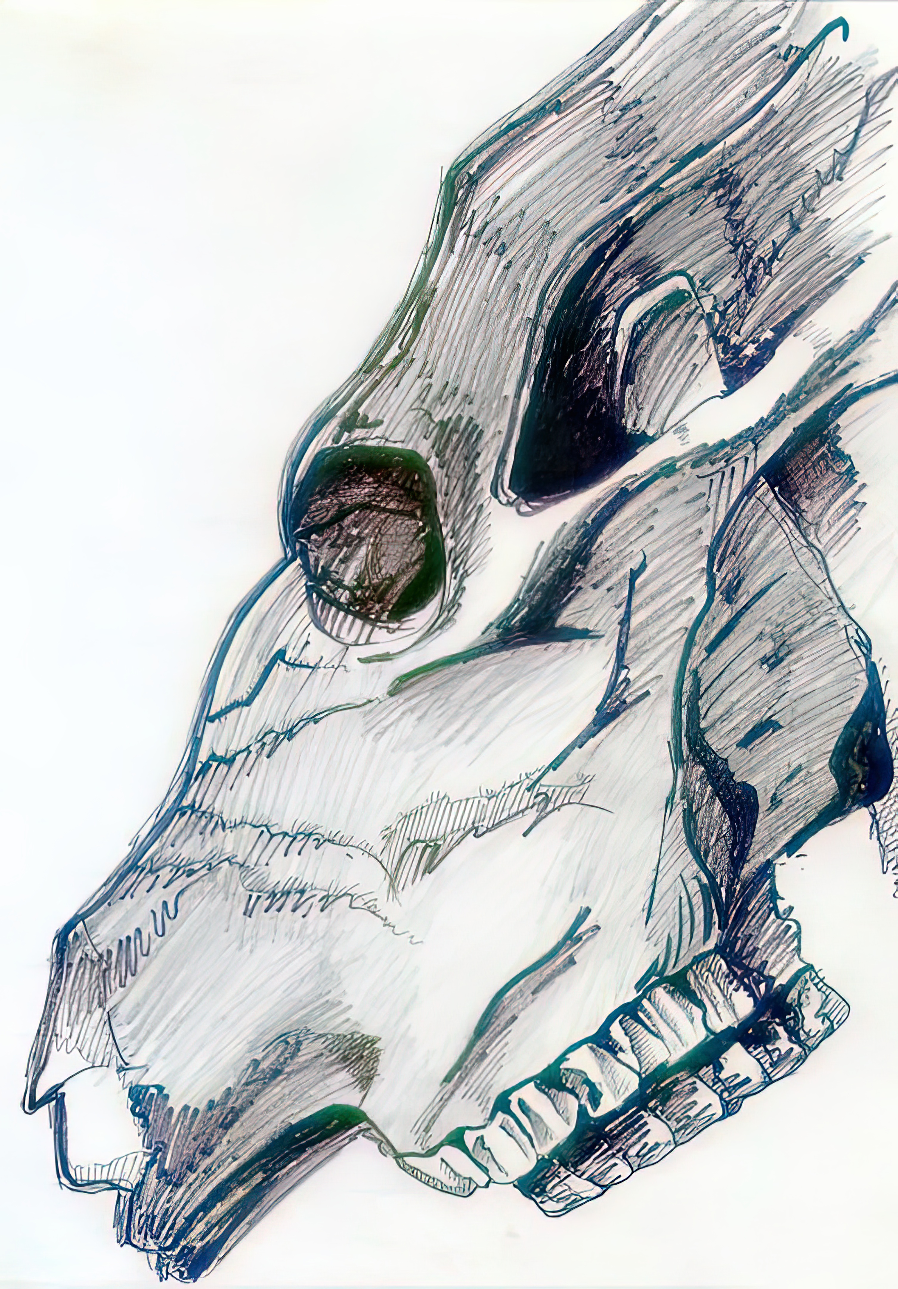 art_cow_skull_art_cow_skull